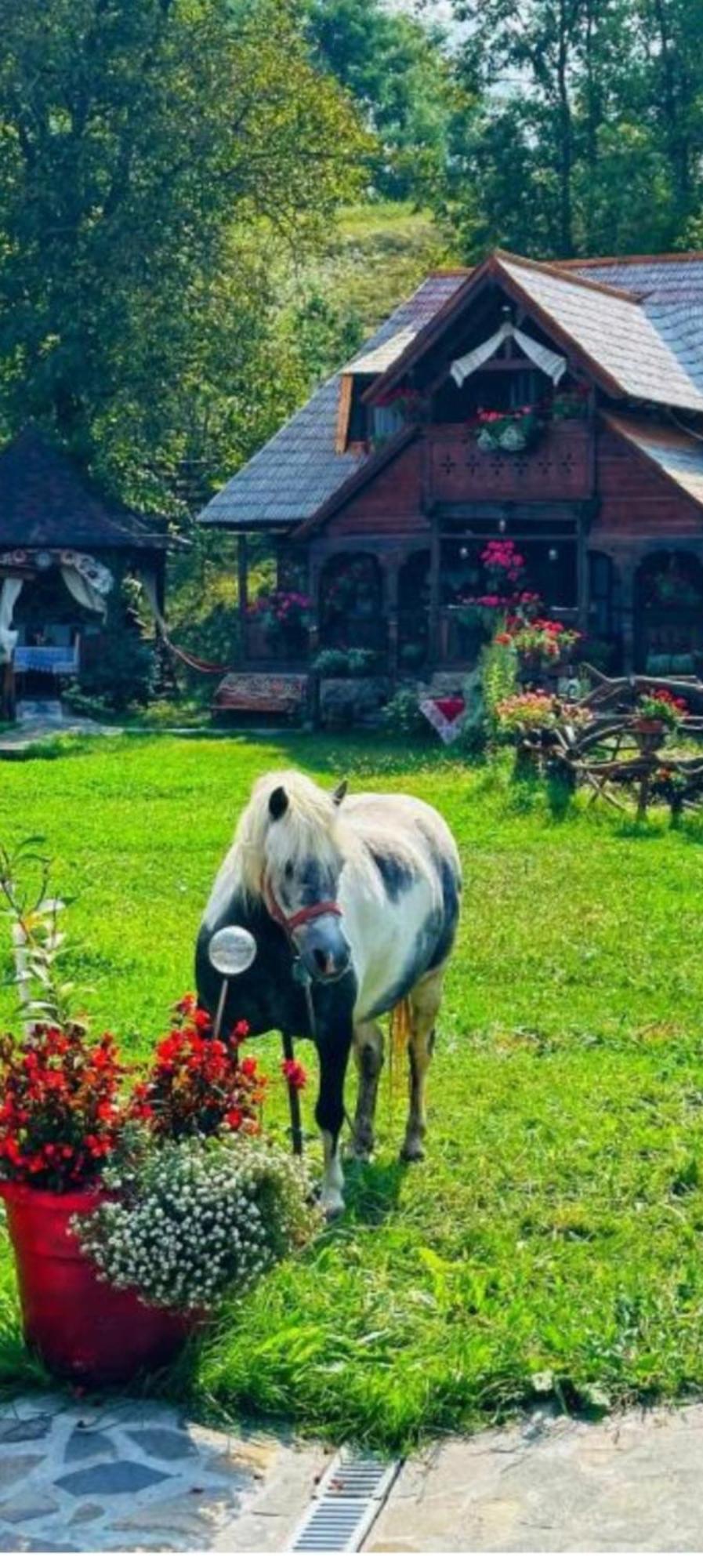 Pensiunea Rustic Oncesti Экстерьер фото